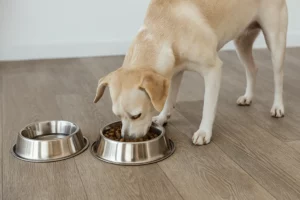 כשבריאות וטבע נפגשים: מדריך לטיול מושלם עם כלב